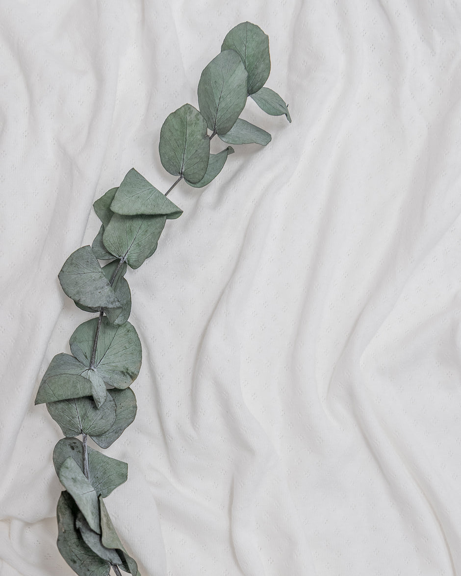 organic cotton pointelle fabric in white showcasing the detailing with an ivy on the left.